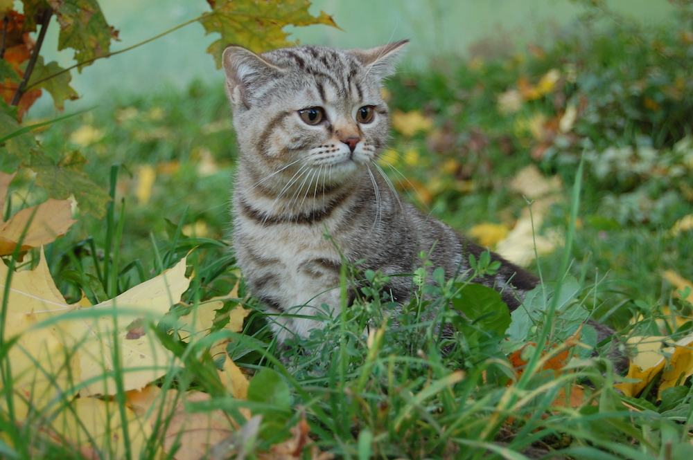 попродистый котенок