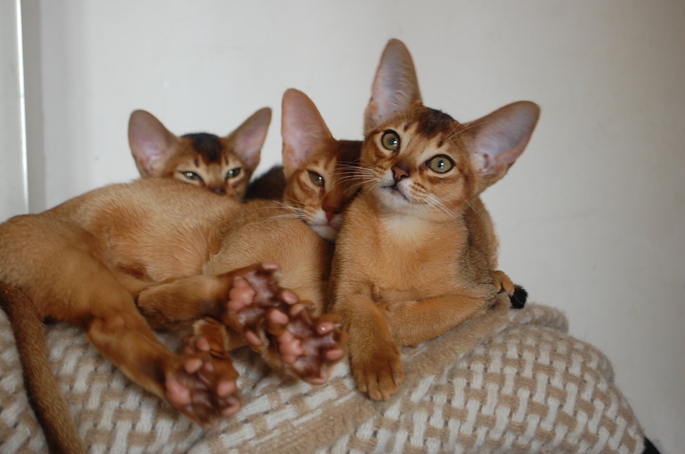 две кошки дома