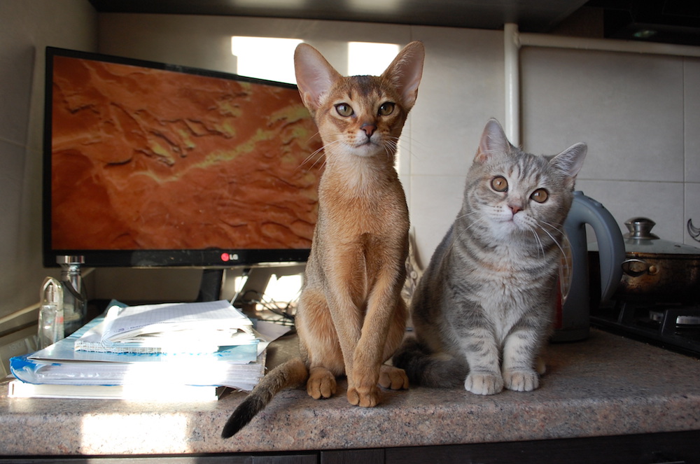 выставка кошек