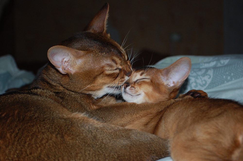 если кошке больно