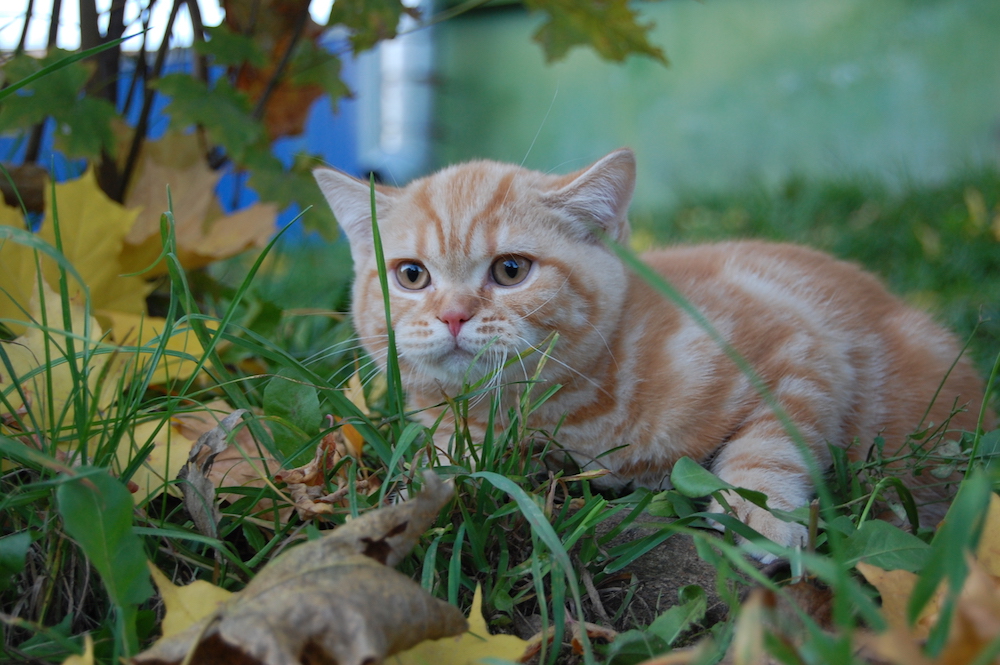 британские кошка