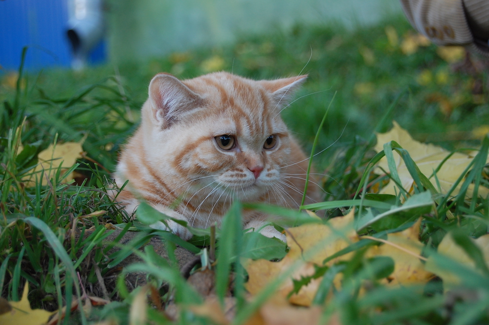 британская кошка