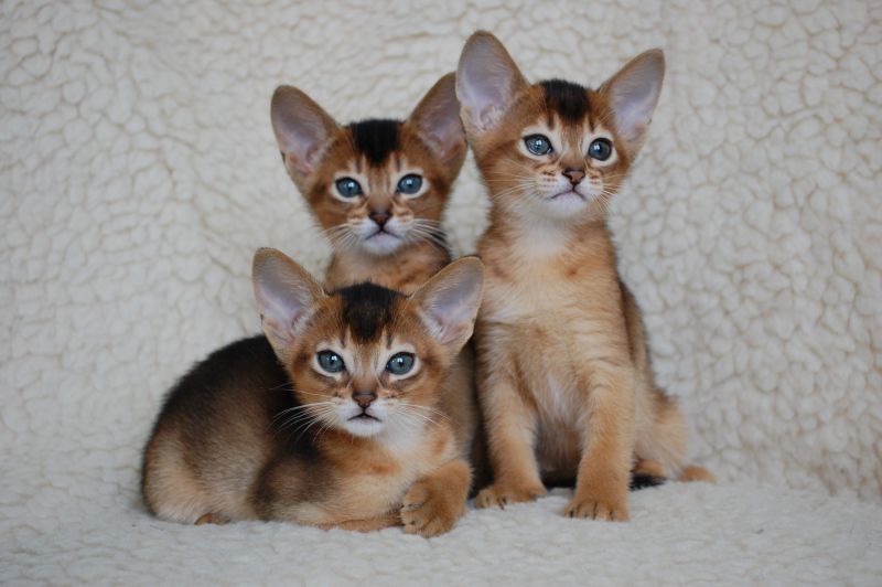 кастрация котов