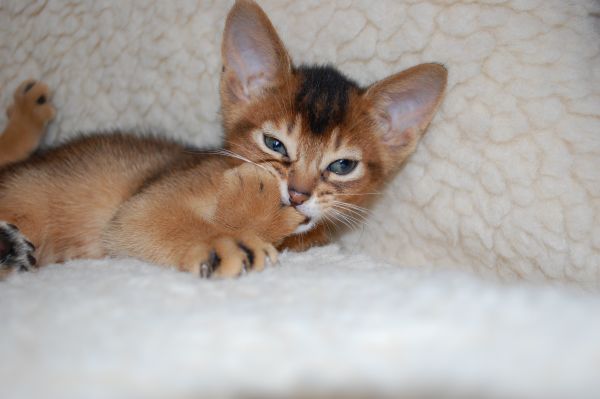 кастрирование котов