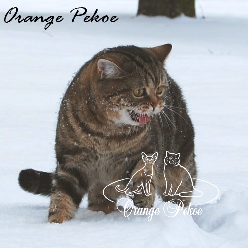 Британская короткошерстная кошка черного мраморного окраса