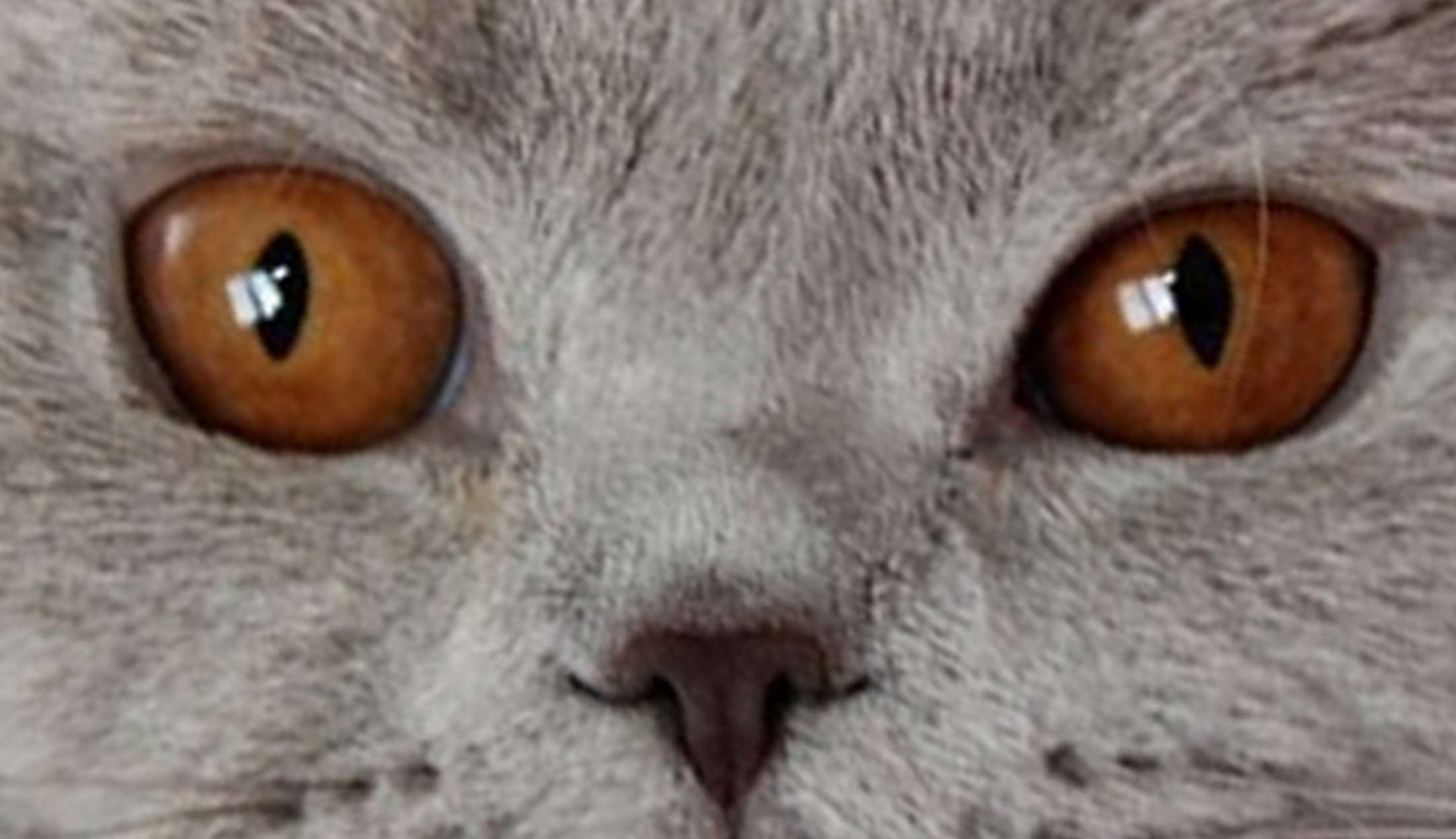 глаза апельсины