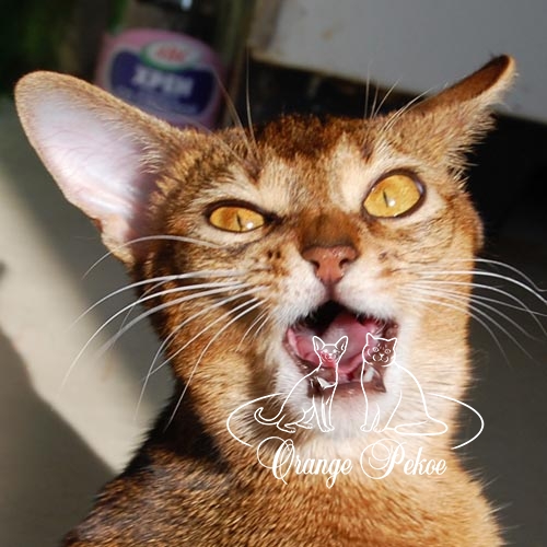 Абиссинская кошка дикого окраса