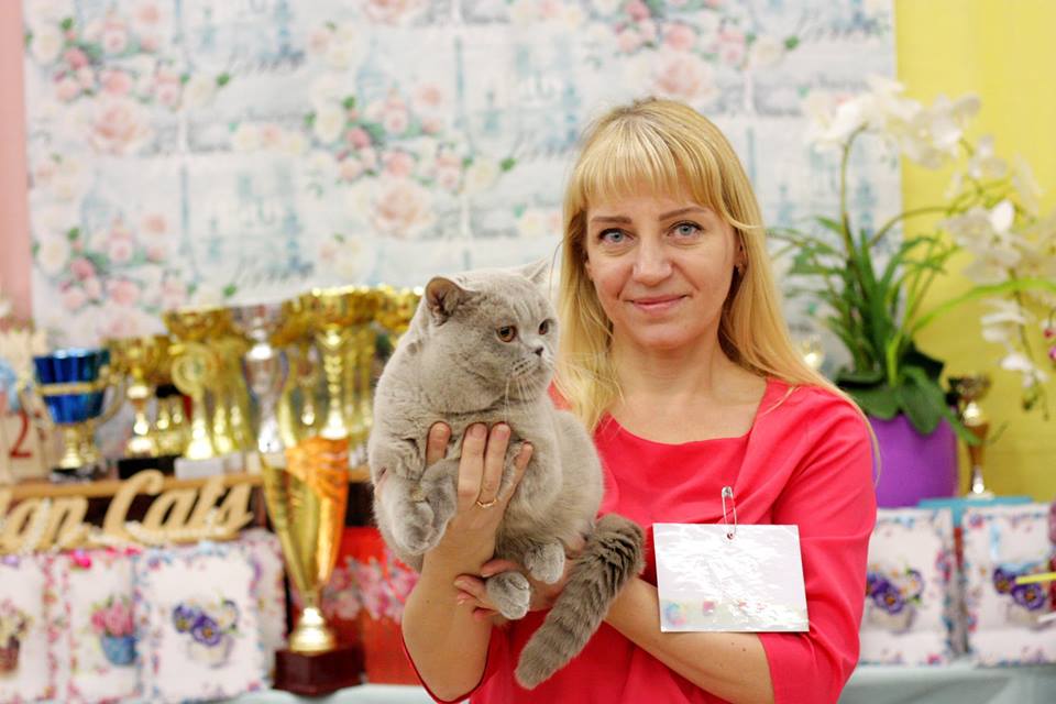 выставка кошек